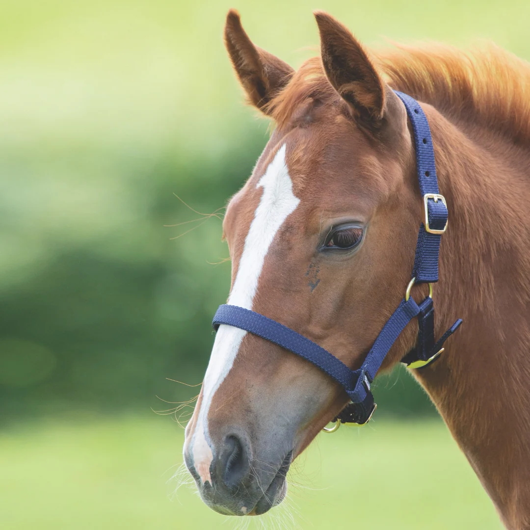 Shires ARMA Foal Headcollar - Image 5