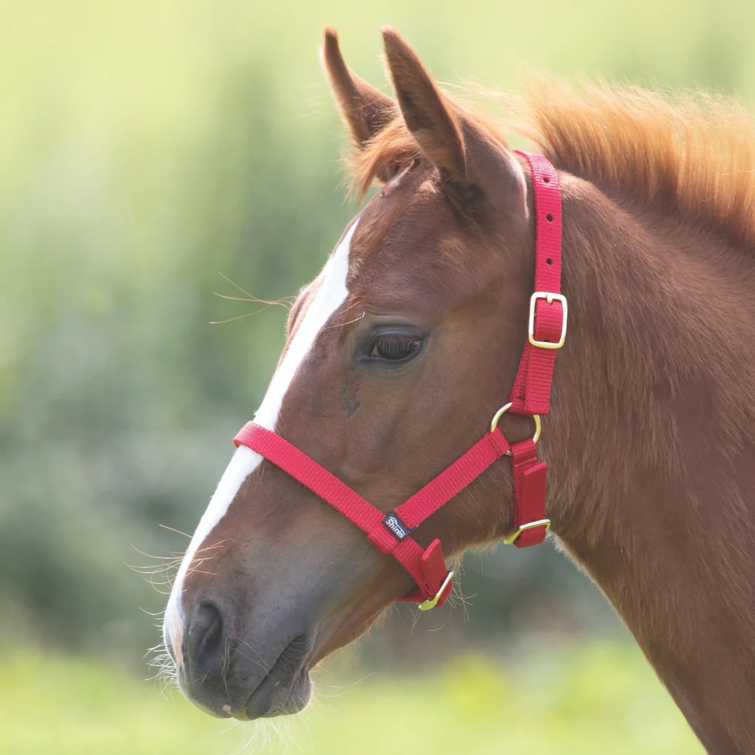 Shires ARMA Foal Headcollar - Image 6