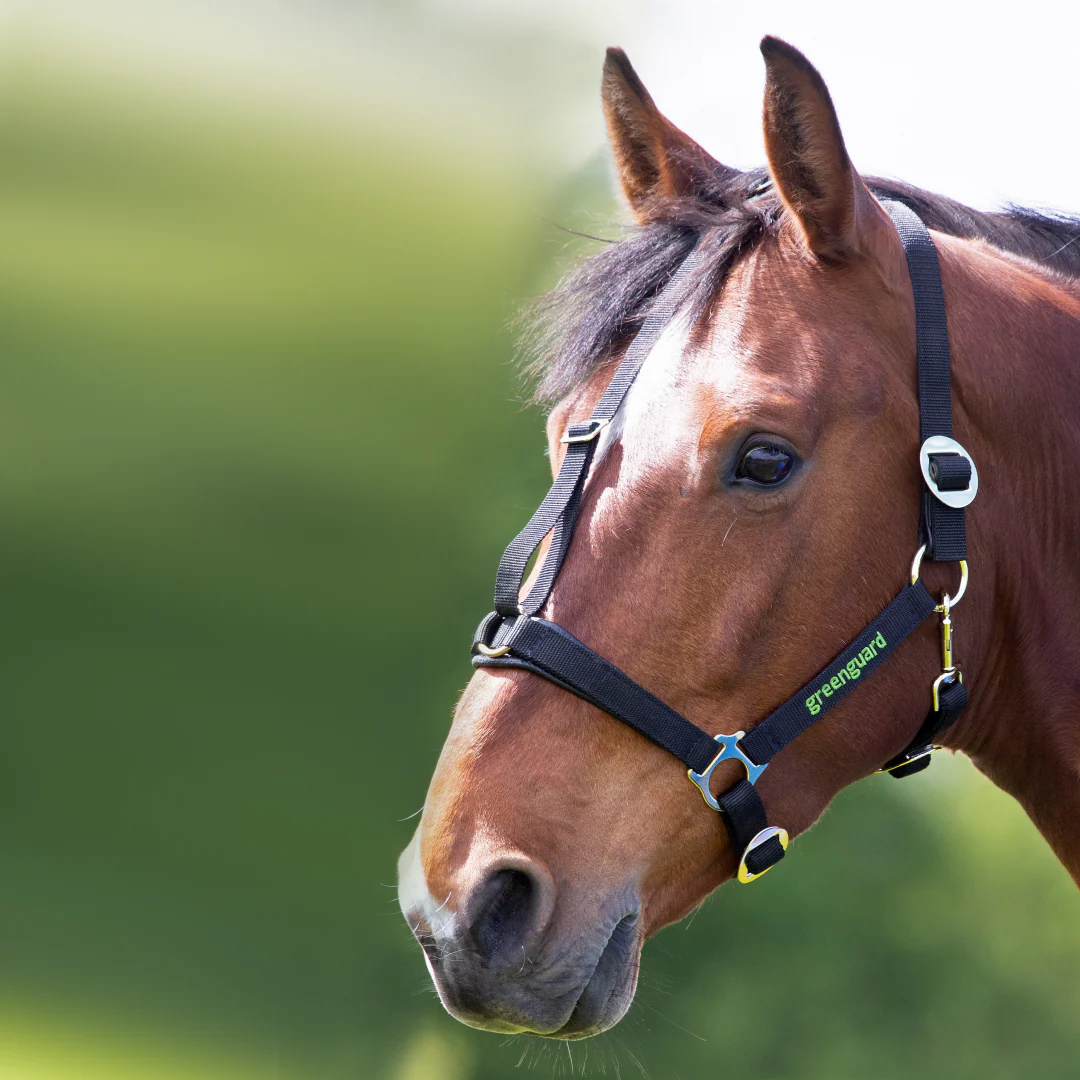 Shires Greenguard Headcollar - Image 2