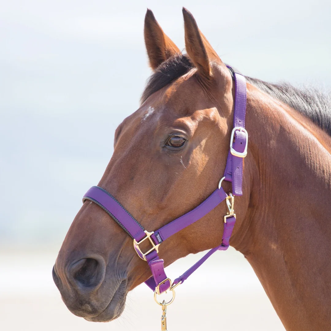 Shires Topaz Nylon Headcollar - Image 8