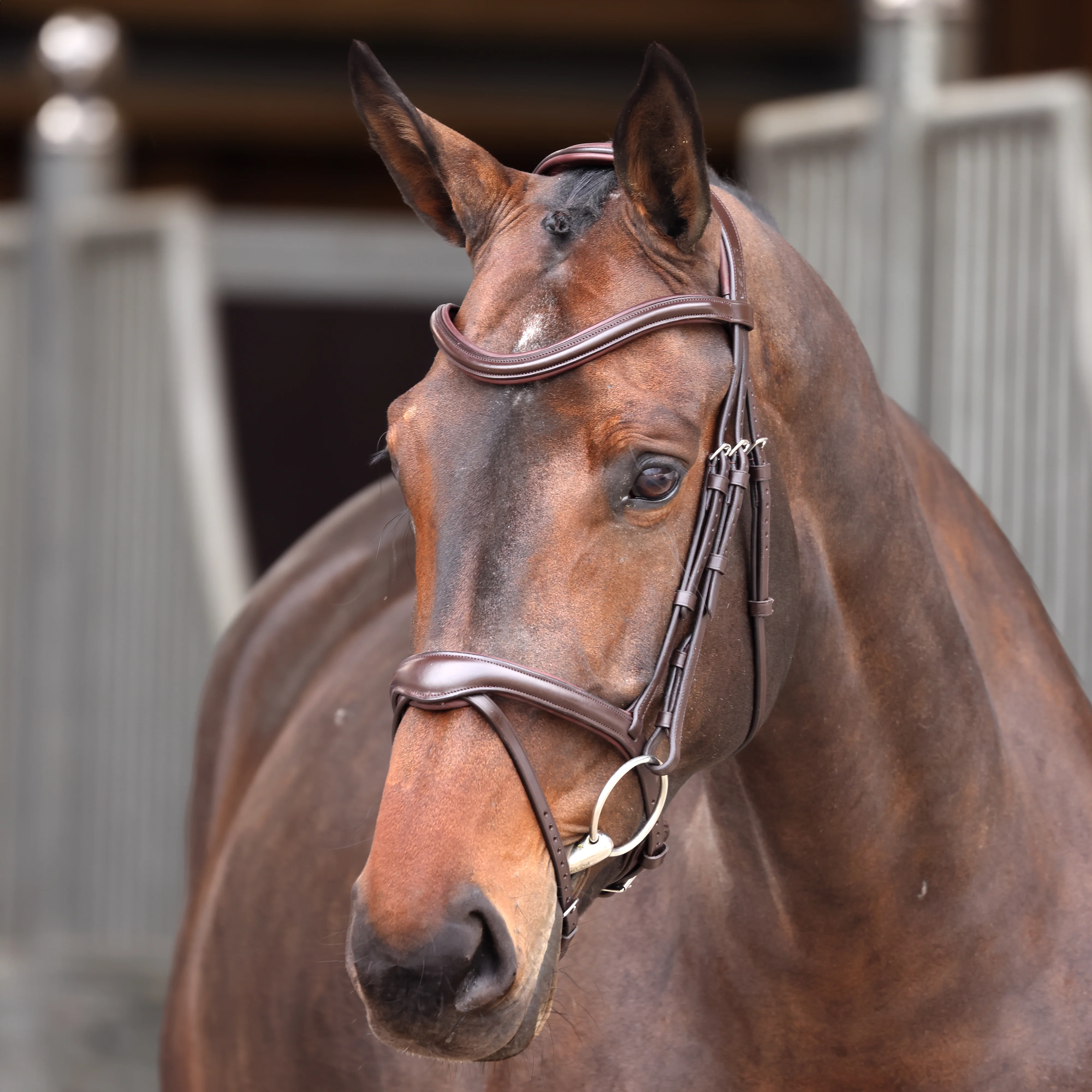 Shires Velociti Lusso Elite Flash Bridle - Image 2