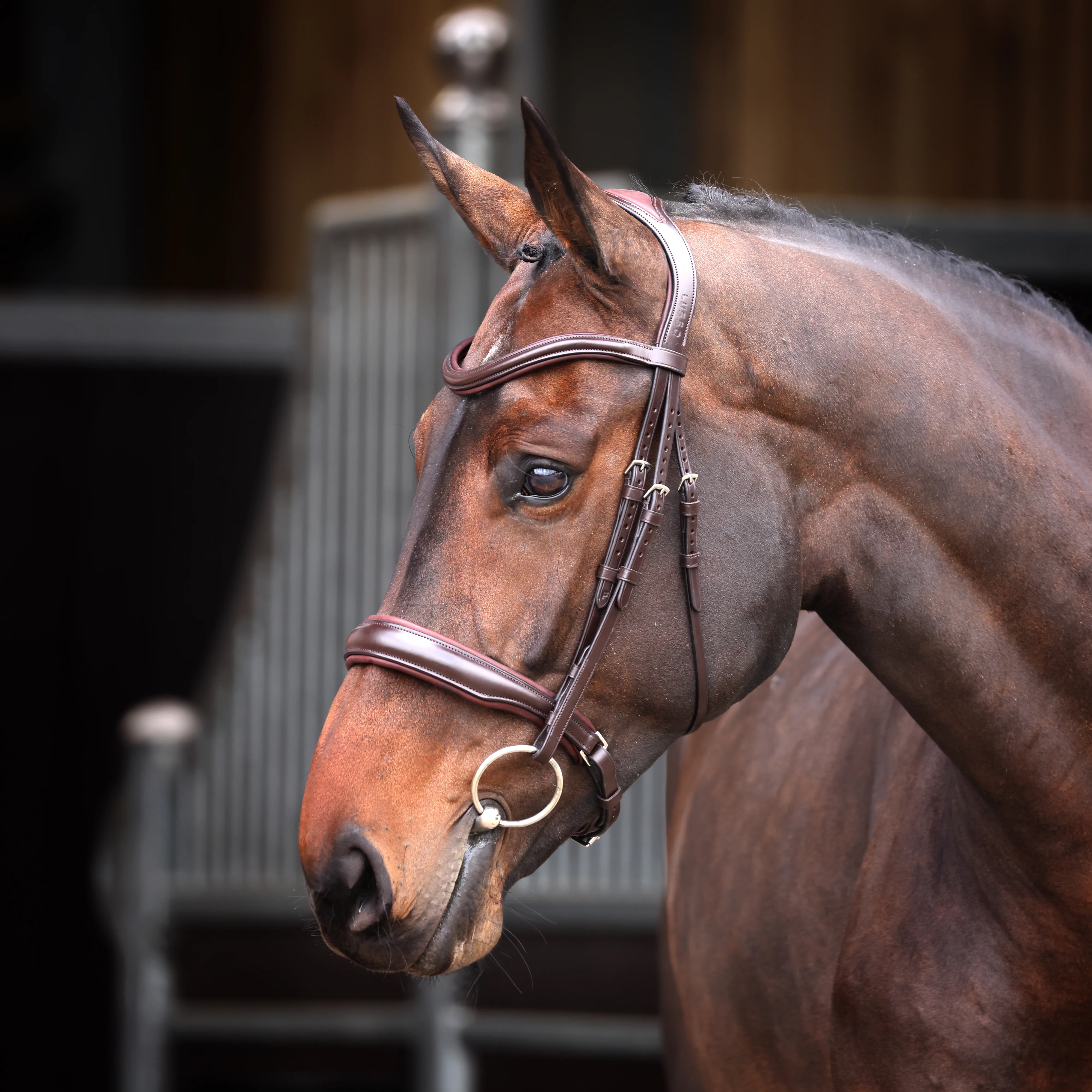Shires Velociti Lusso Elite Padded Cavesson Bridle - Image 2