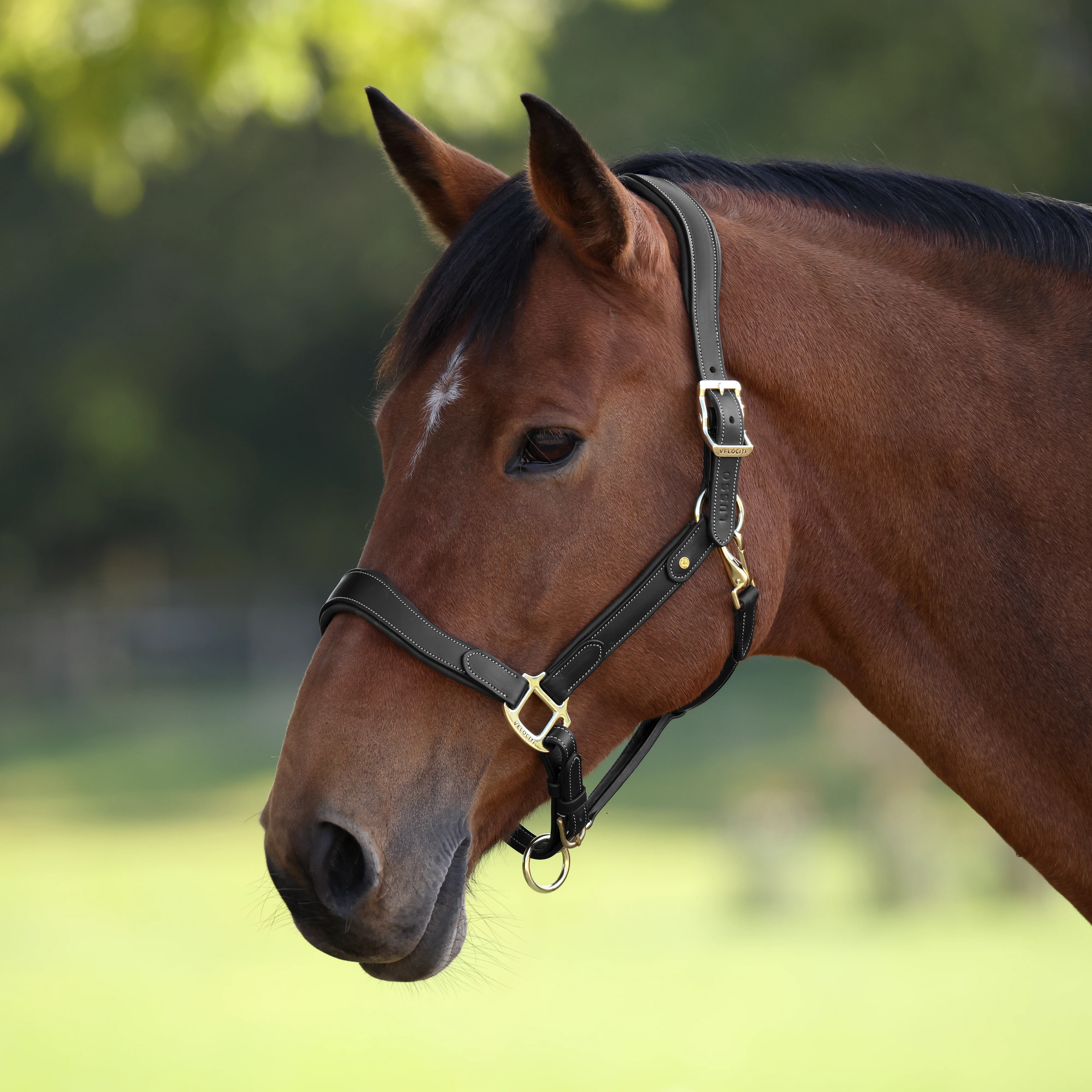 Shires Velociti Lusso Lorca Leather Headcollar - Image 14