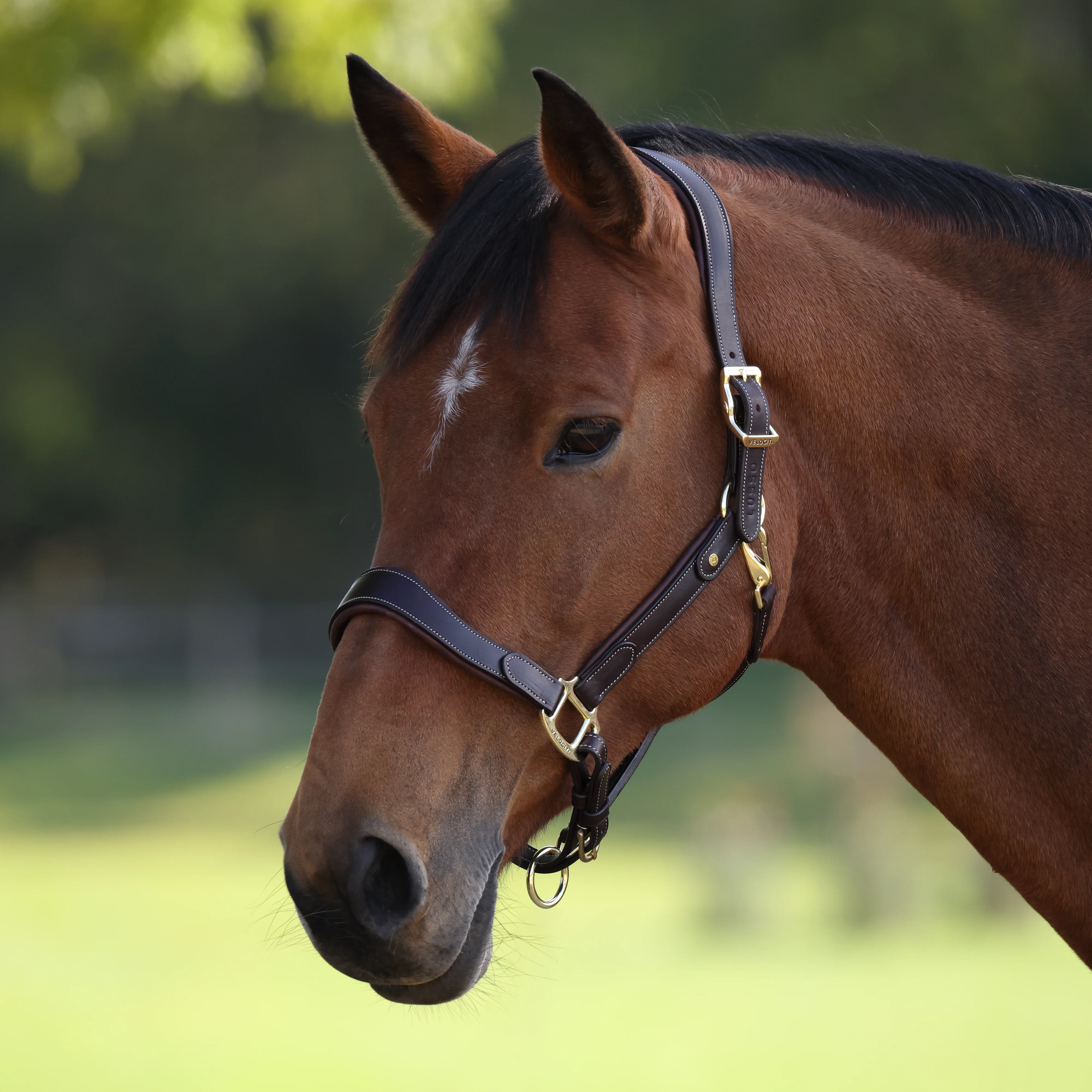 Shires Velociti Lusso Lorca Leather Headcollar - Image 28