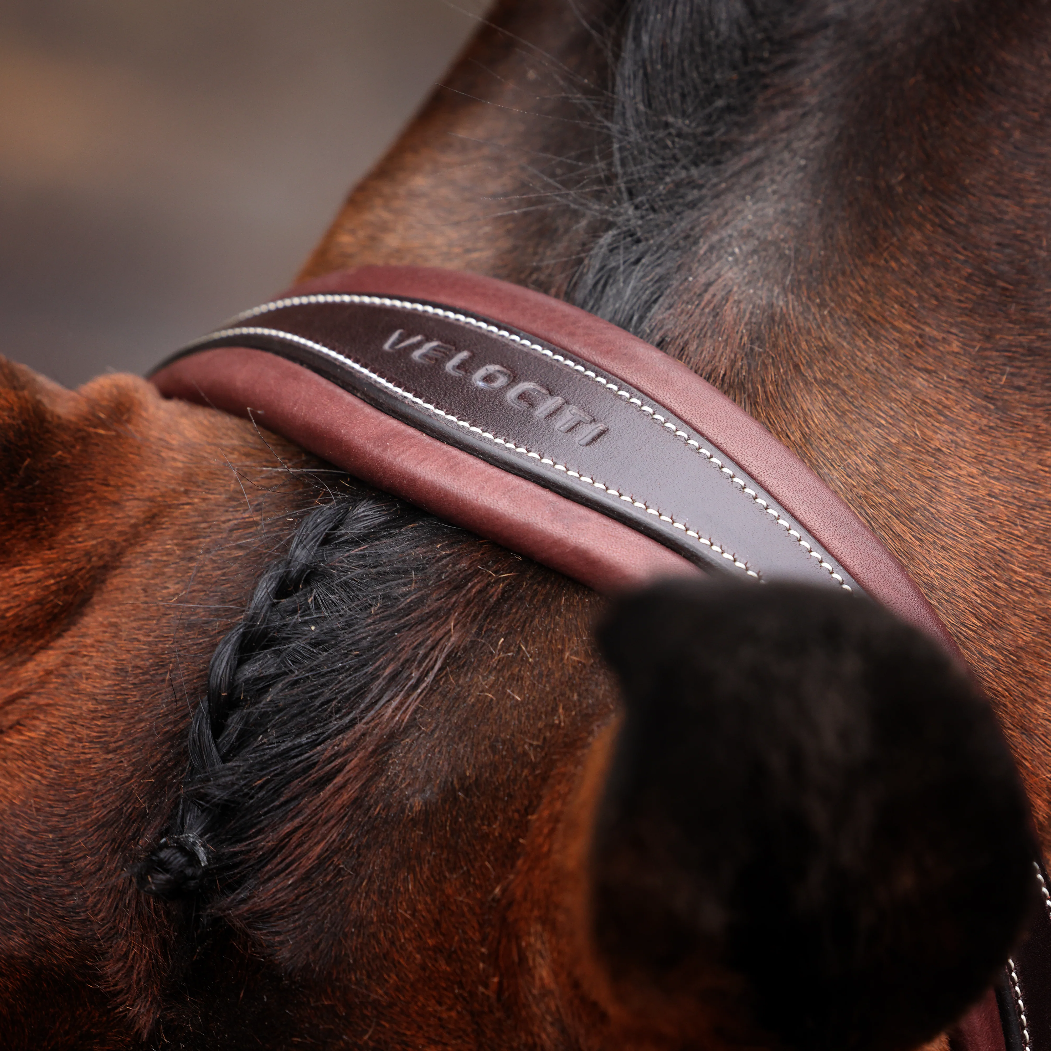 Shires Velociti LUSSO Opus 180M Padded Flash Bridle - Image 9