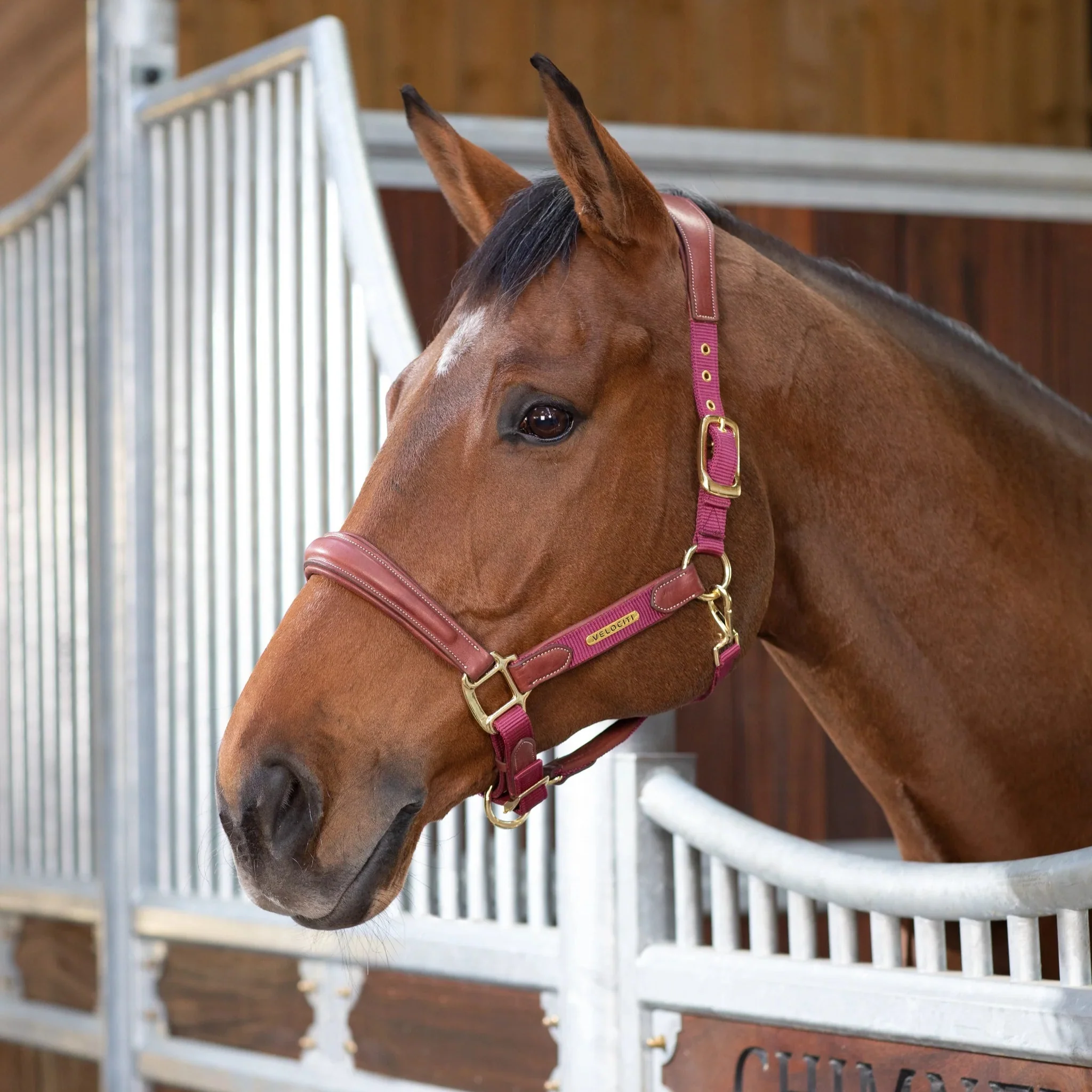 Shires Velociti Lusso Padded Leather Headcollar - Image 4