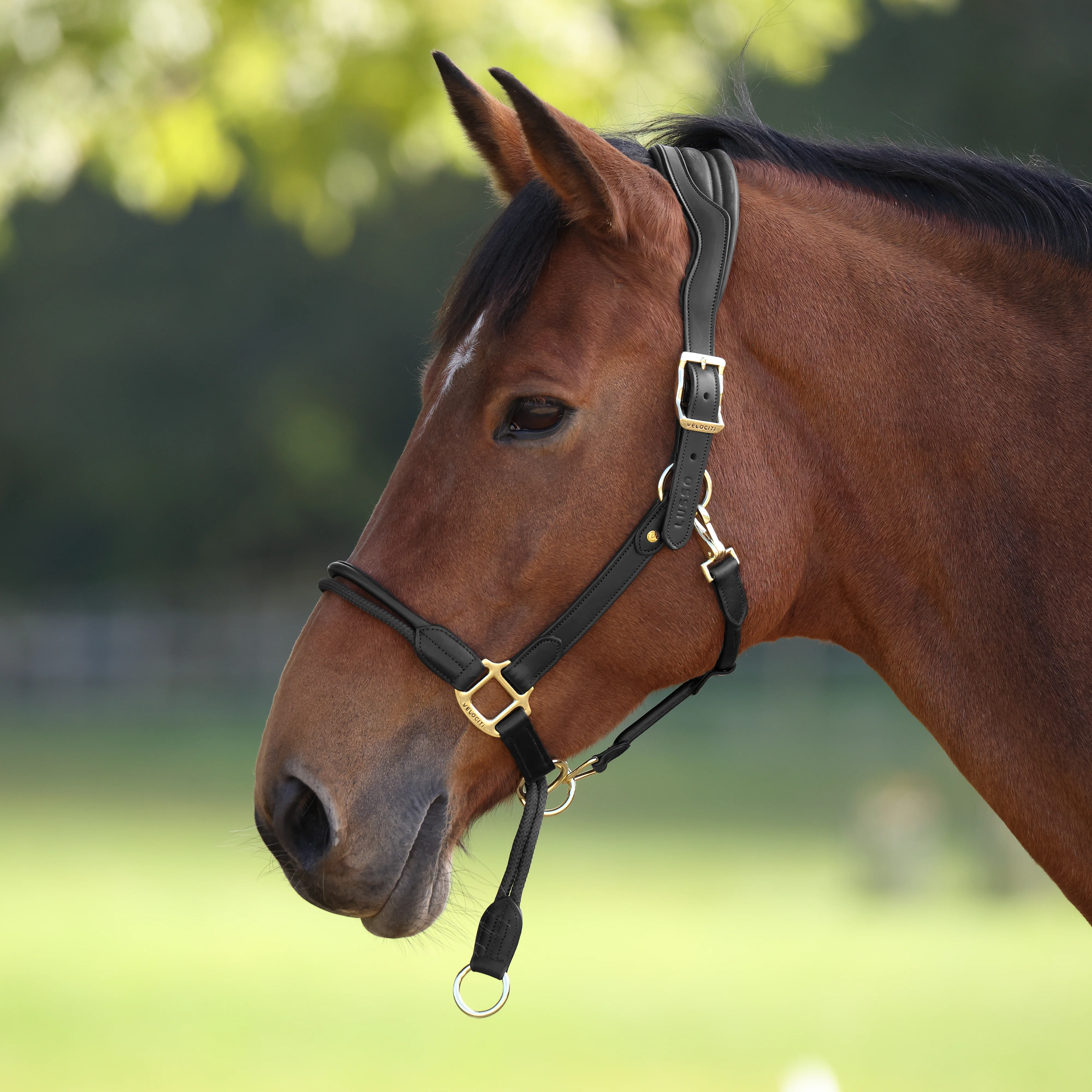 Shires Velociti Lusso Soria Leather Headcollar - Image 16