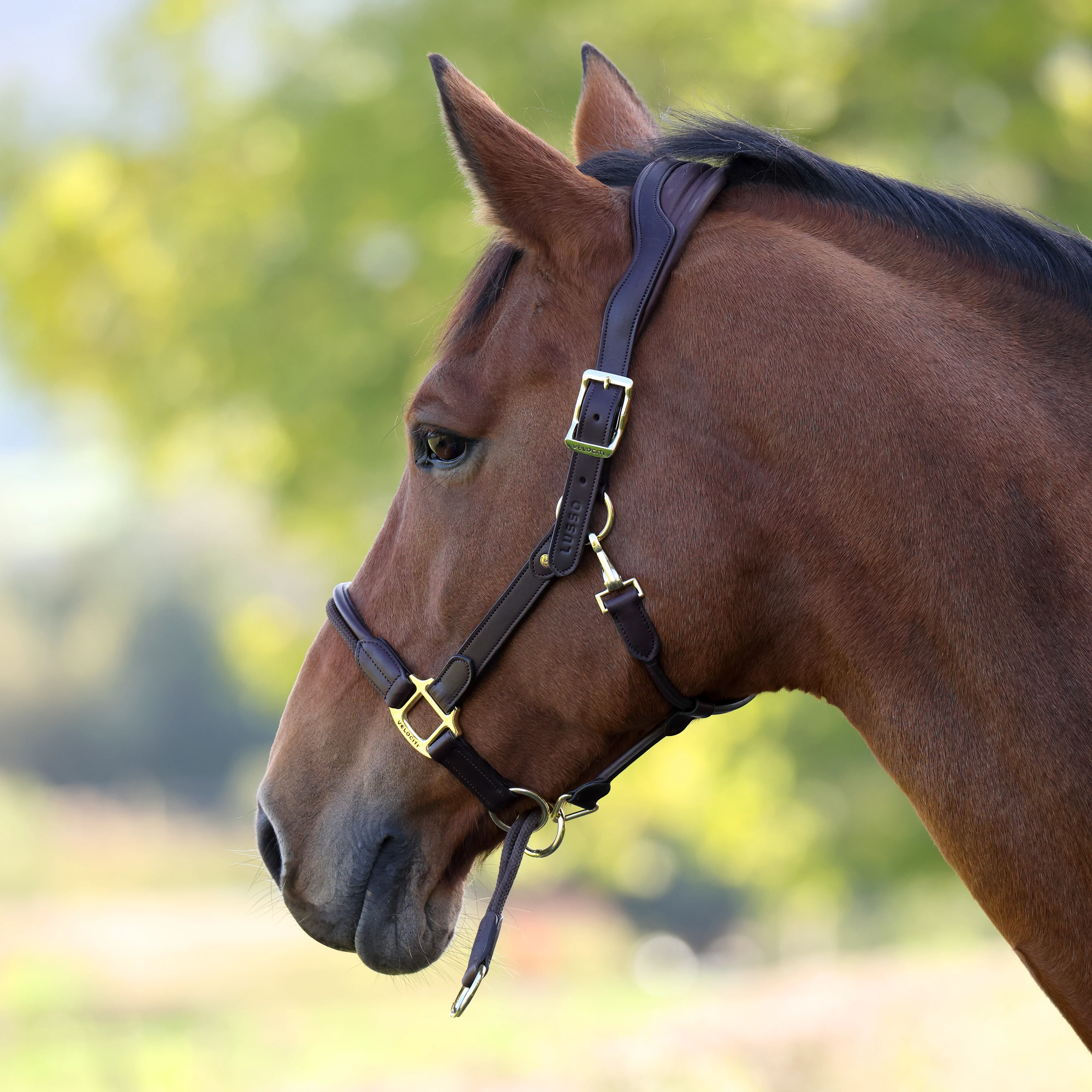 Shires Velociti Lusso Soria Leather Headcollar - Image 30