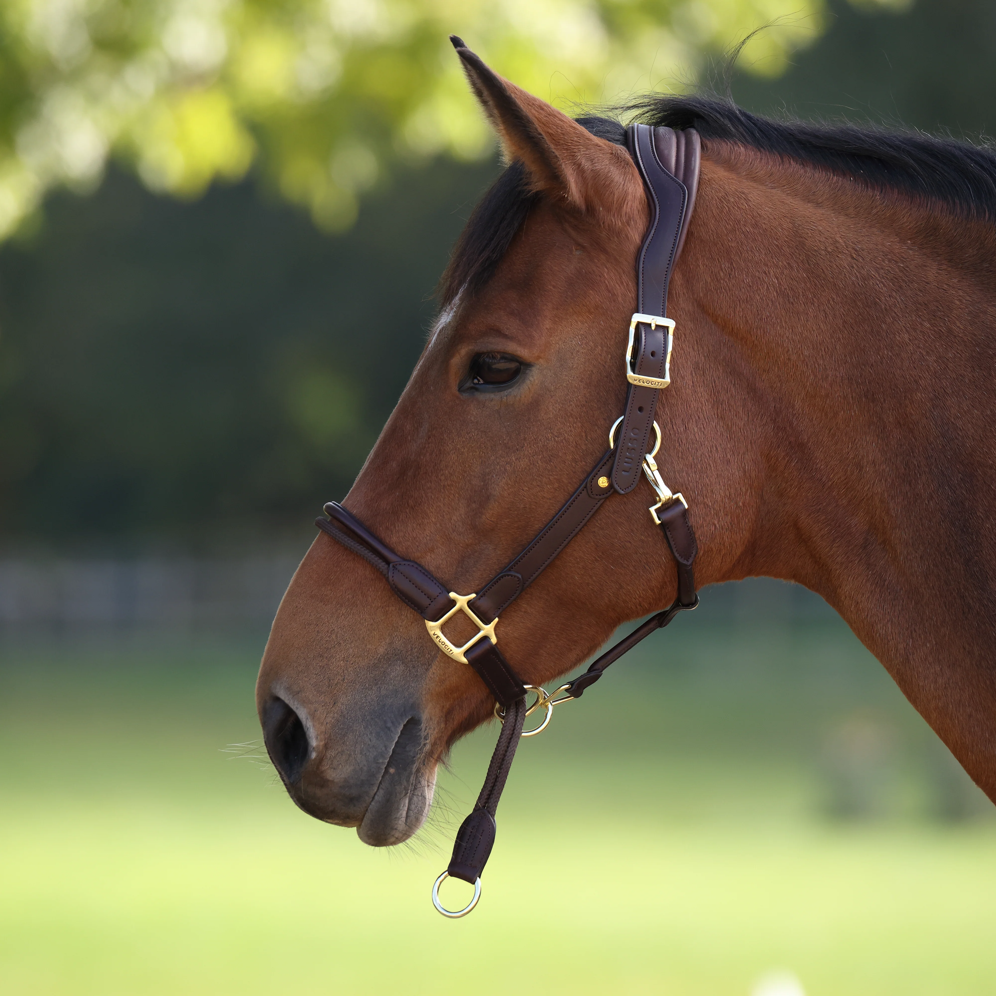 Shires Velociti Lusso Soria Leather Headcollar - Image 31