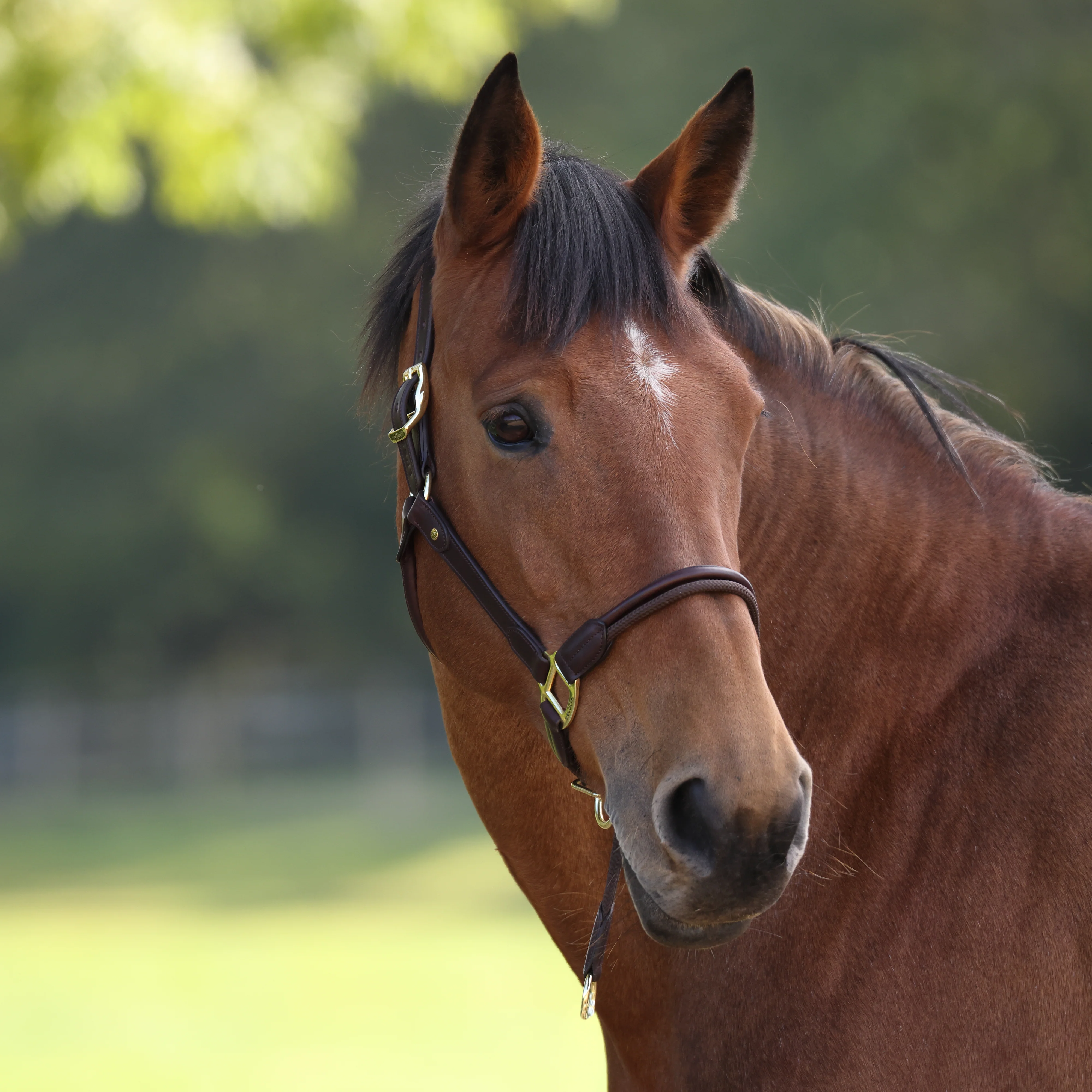 Shires Velociti Lusso Soria Leather Headcollar - Image 32