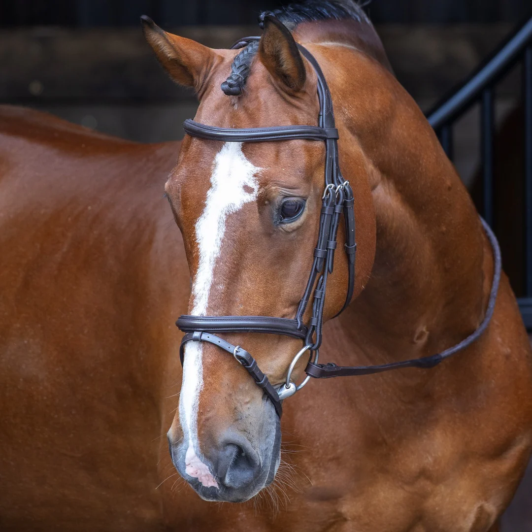 Shires Velociti RAPIDA Padded Raised Flash Bridle - Image 3