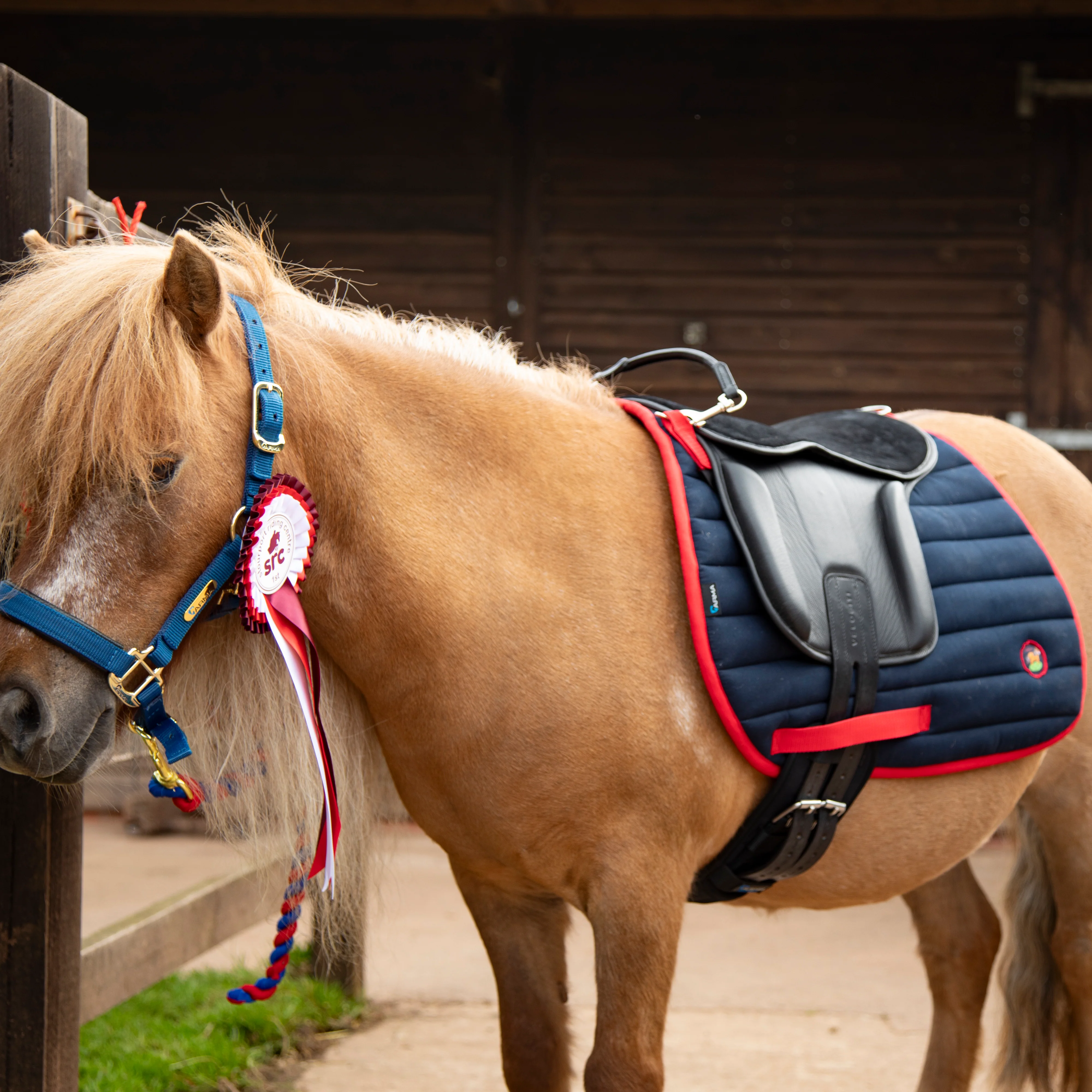 Shires Winnie & Me Saddle Pad - Image 6