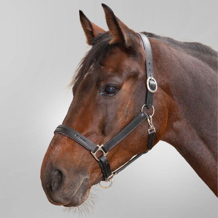 STAR Diamond Leather Halter - Image 2