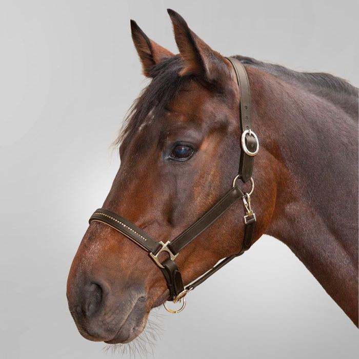 STAR Diamond Leather Halter - Image 5