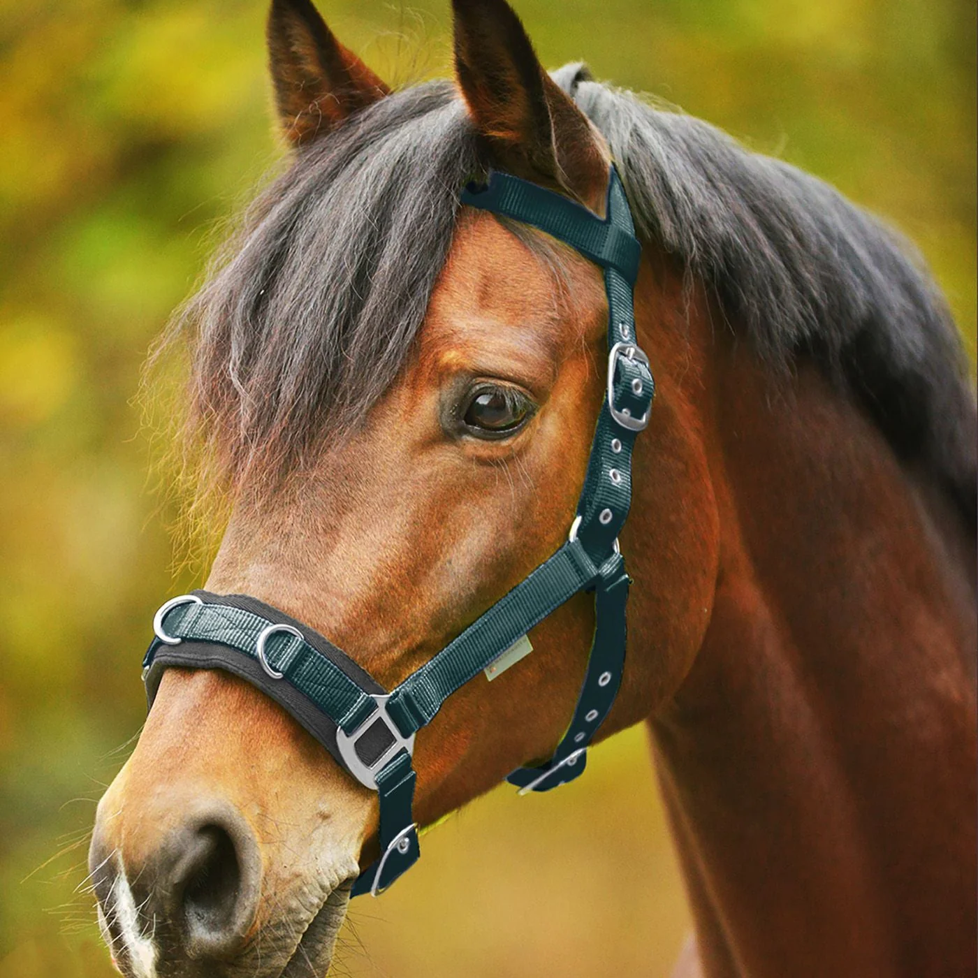 STAR Economic Lunging Halter - Image 2
