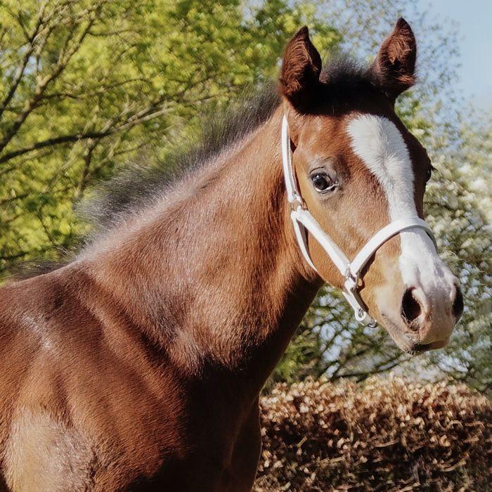 STAR Leather Foal Halter - Image 3