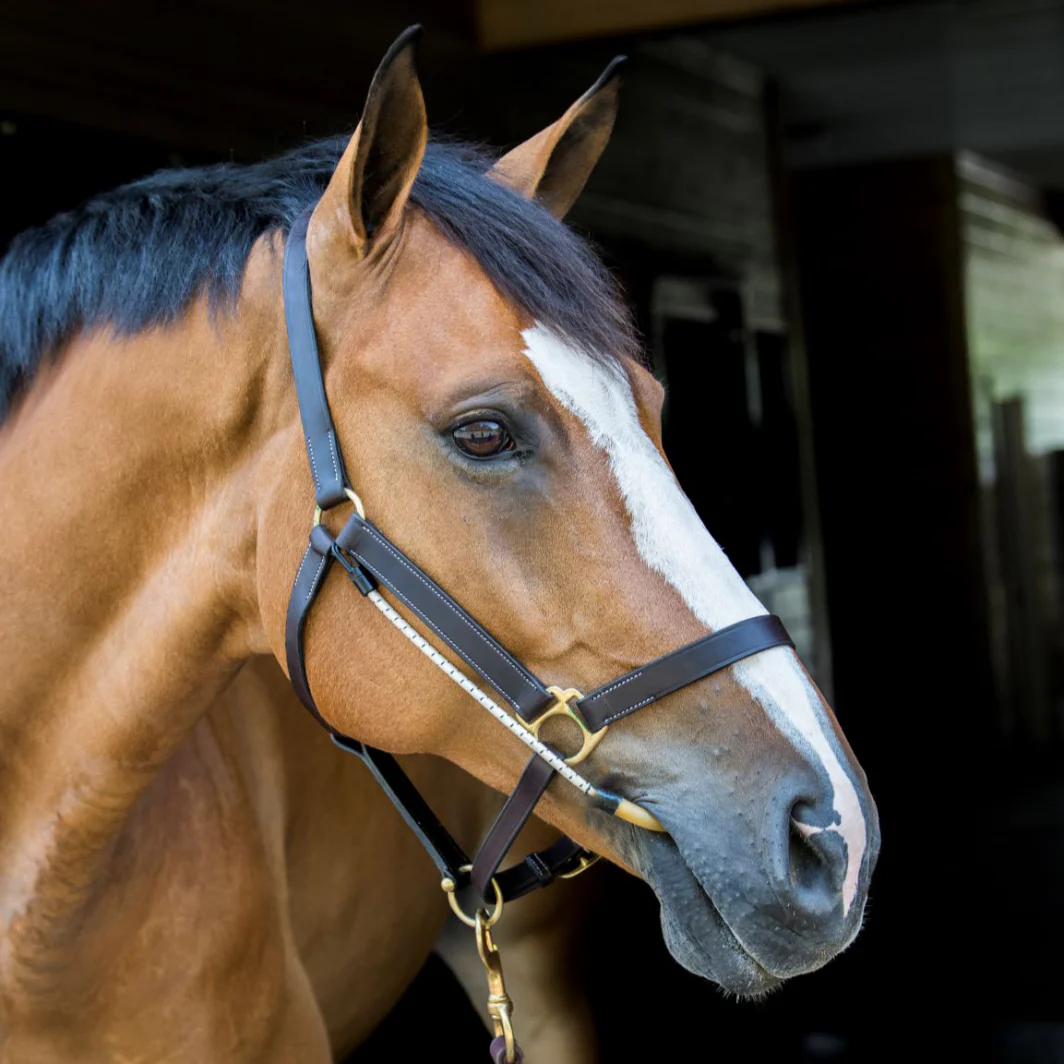 ThinLine Busy Buddy for Bridles and Headcollars - Image 2