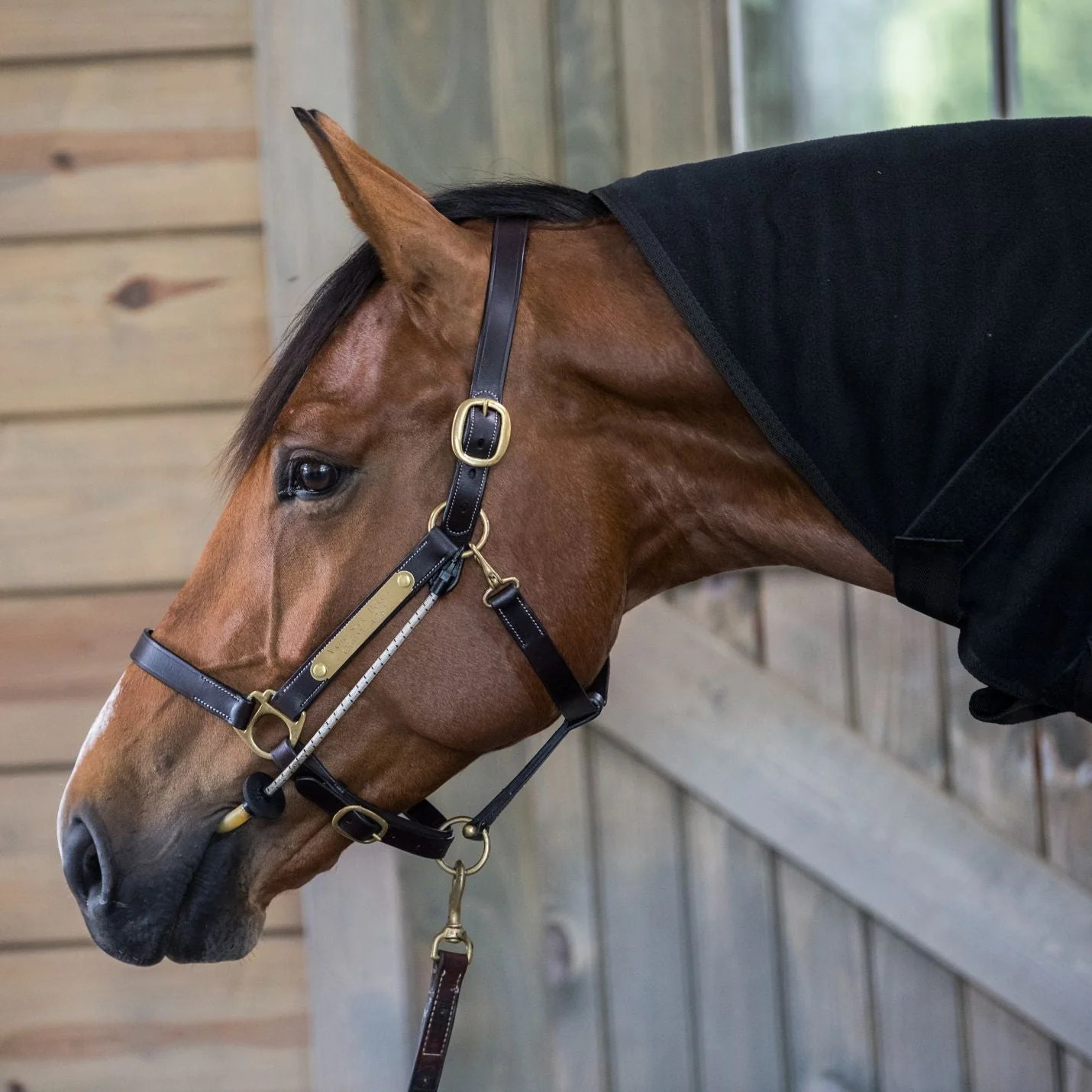 ThinLine Busy Buddy for Bridles and Headcollars - Image 3