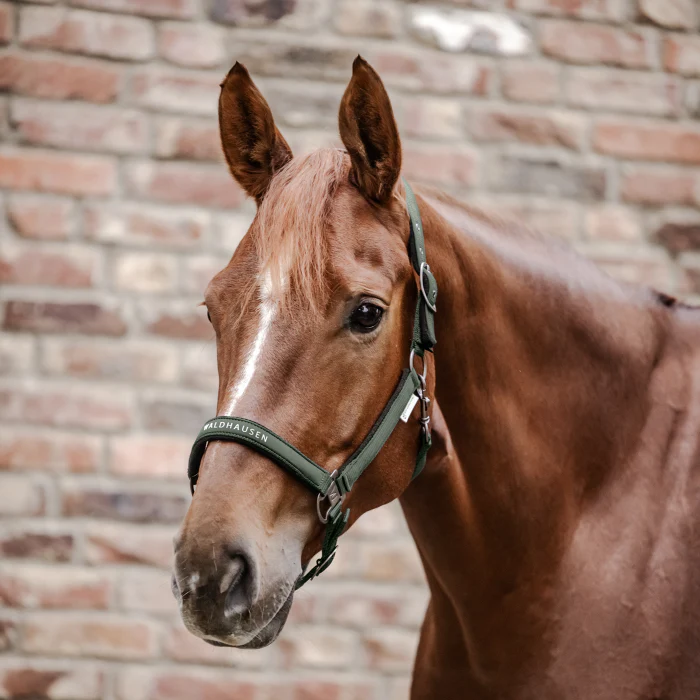Waldhausen Athletic Halter - Image 8