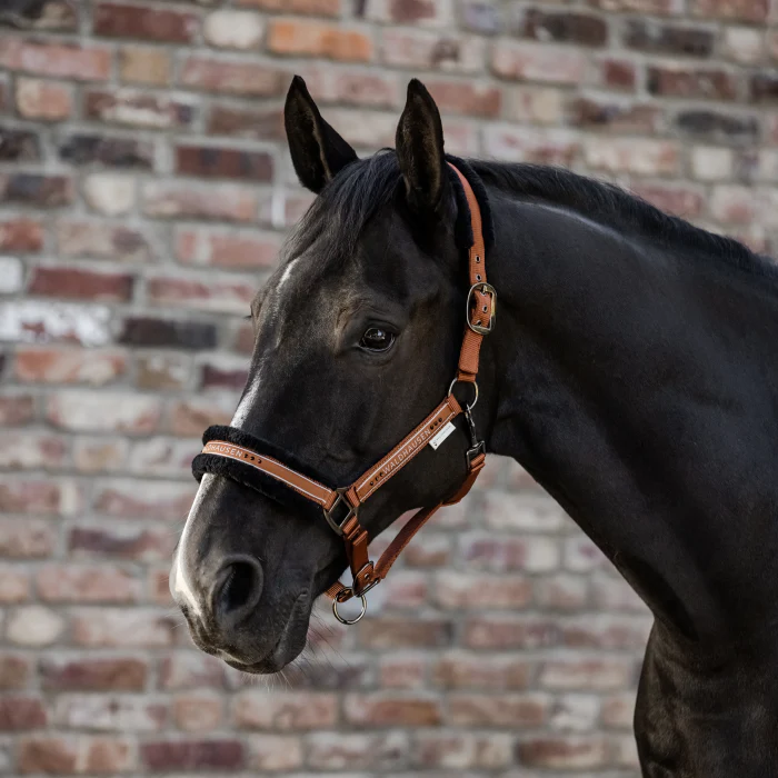 Waldhausen Elegant Halter - Image 13