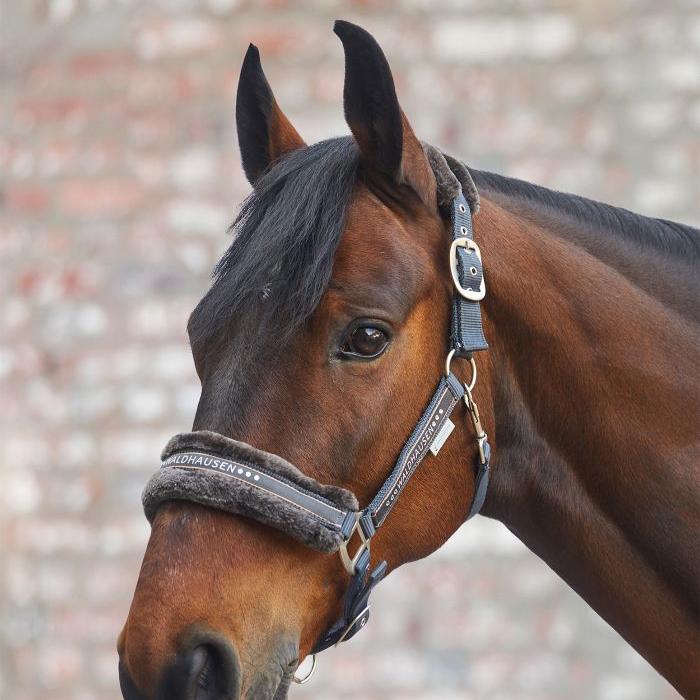 Waldhausen Elegant Halter - Image 9