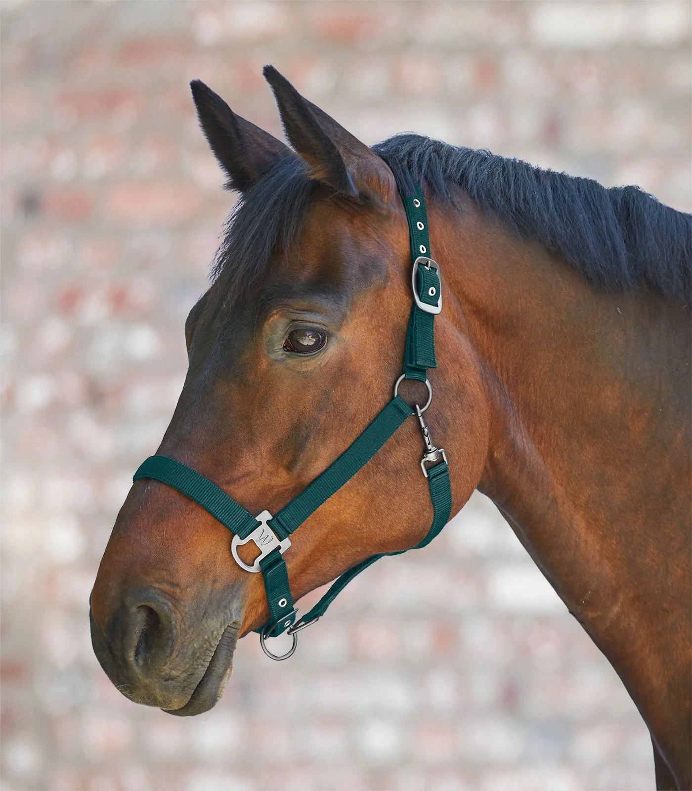 Waldhausen Gloomy Halter - Image 4