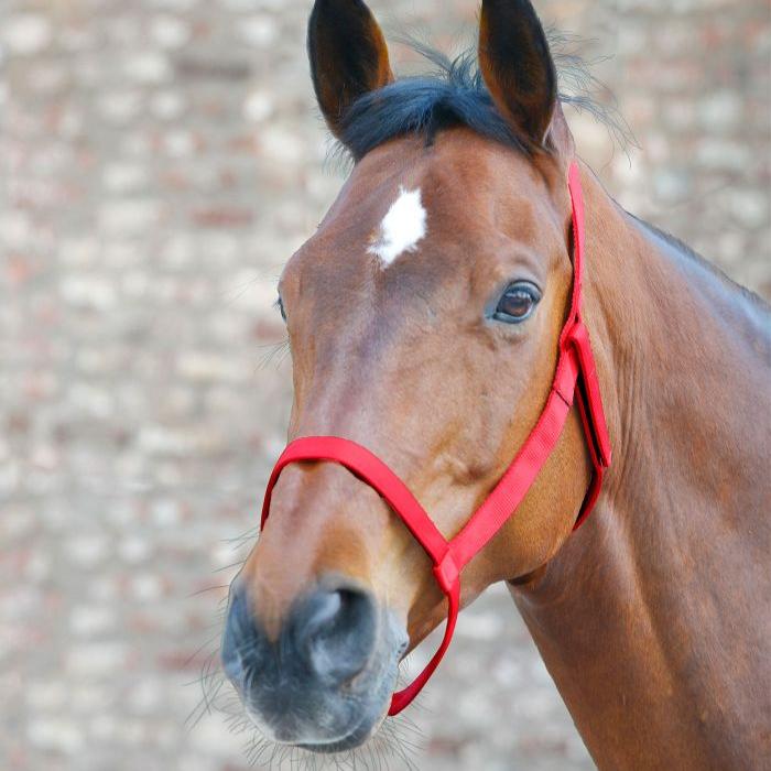 Waldhausen Grazing Halter - Image 4