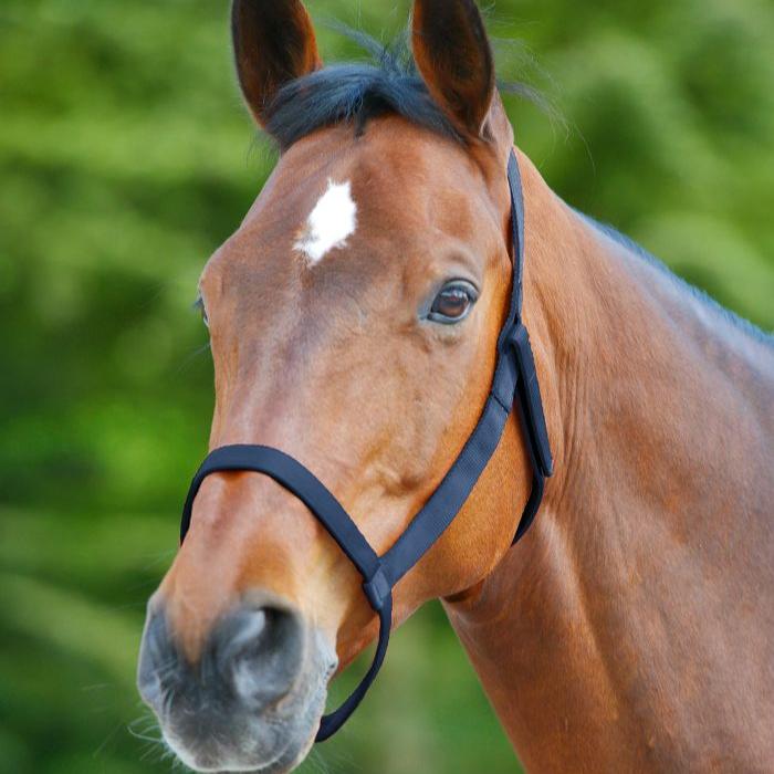 Waldhausen Grazing Halter - Image 6