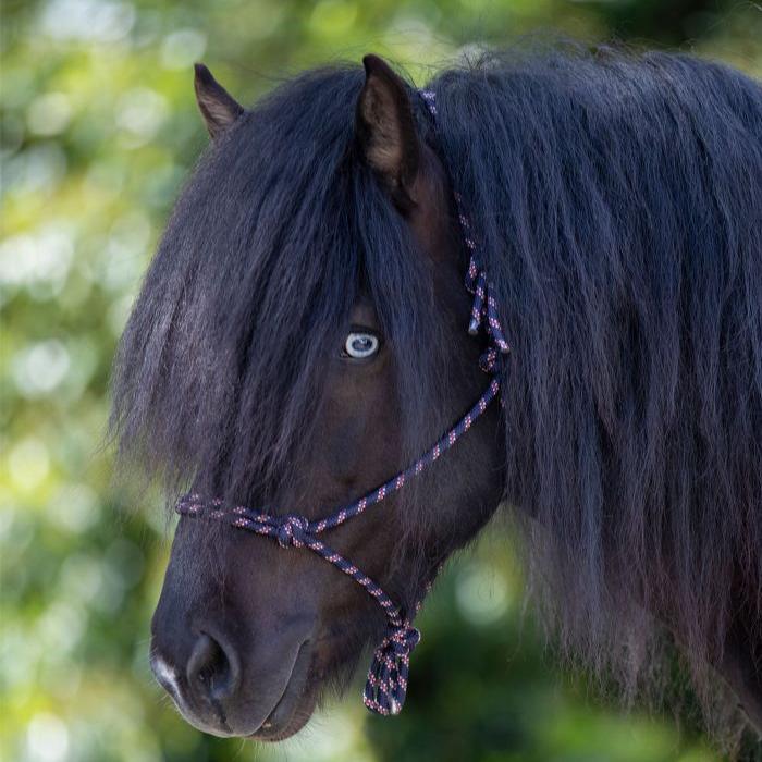 Waldhausen Knotted Halter - Image 8