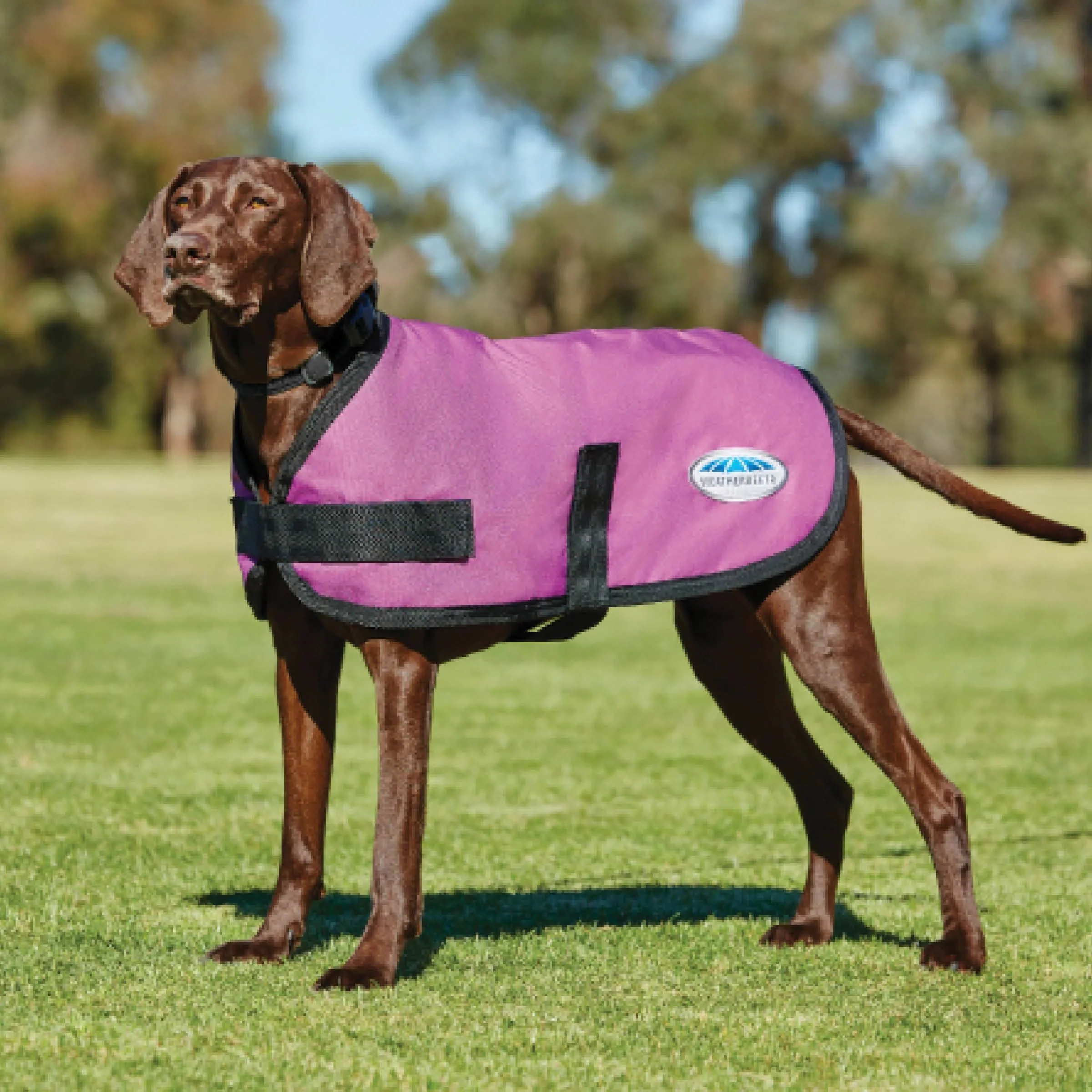 Weatherbeeta Comfitec Classic Dog Coat - Image 3
