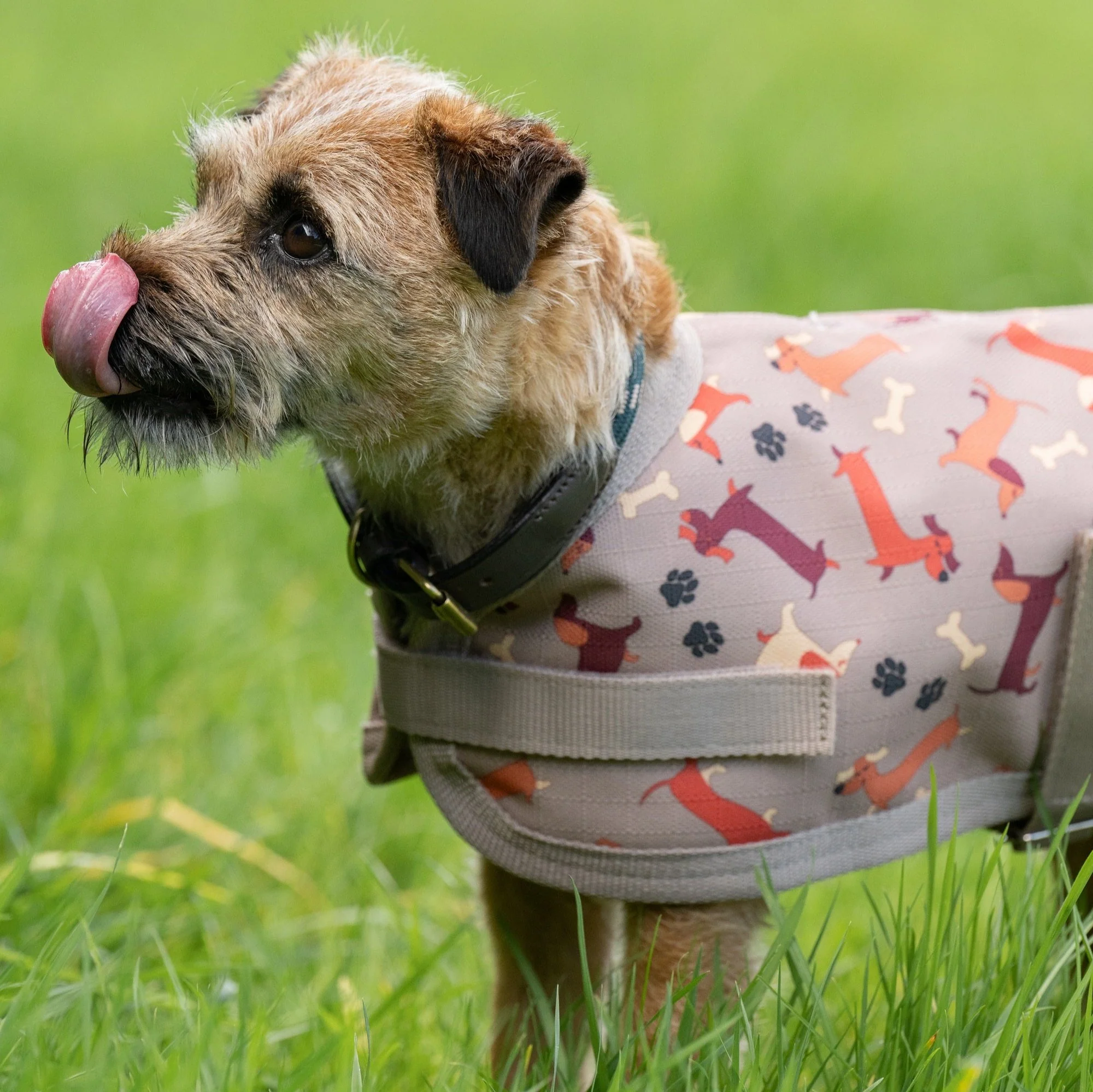 Weatherbeeta Comfitec Essential Dog Coat - Image 5