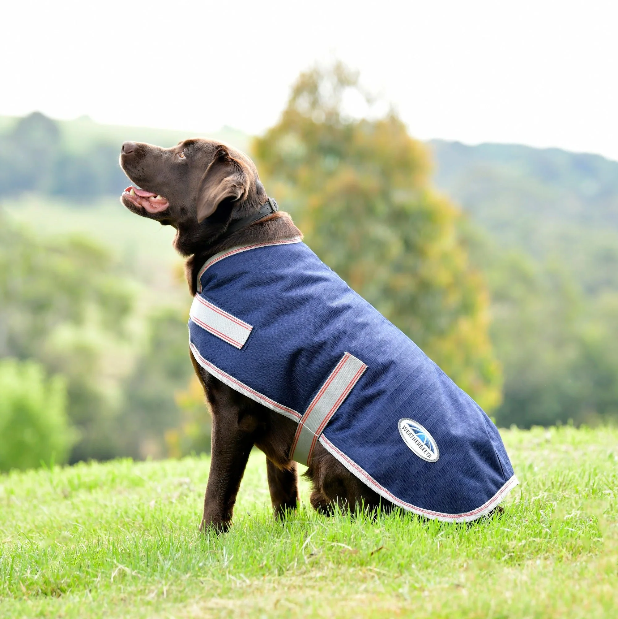 Weatherbeeta Comfitec Essential Dog Coat - Image 7