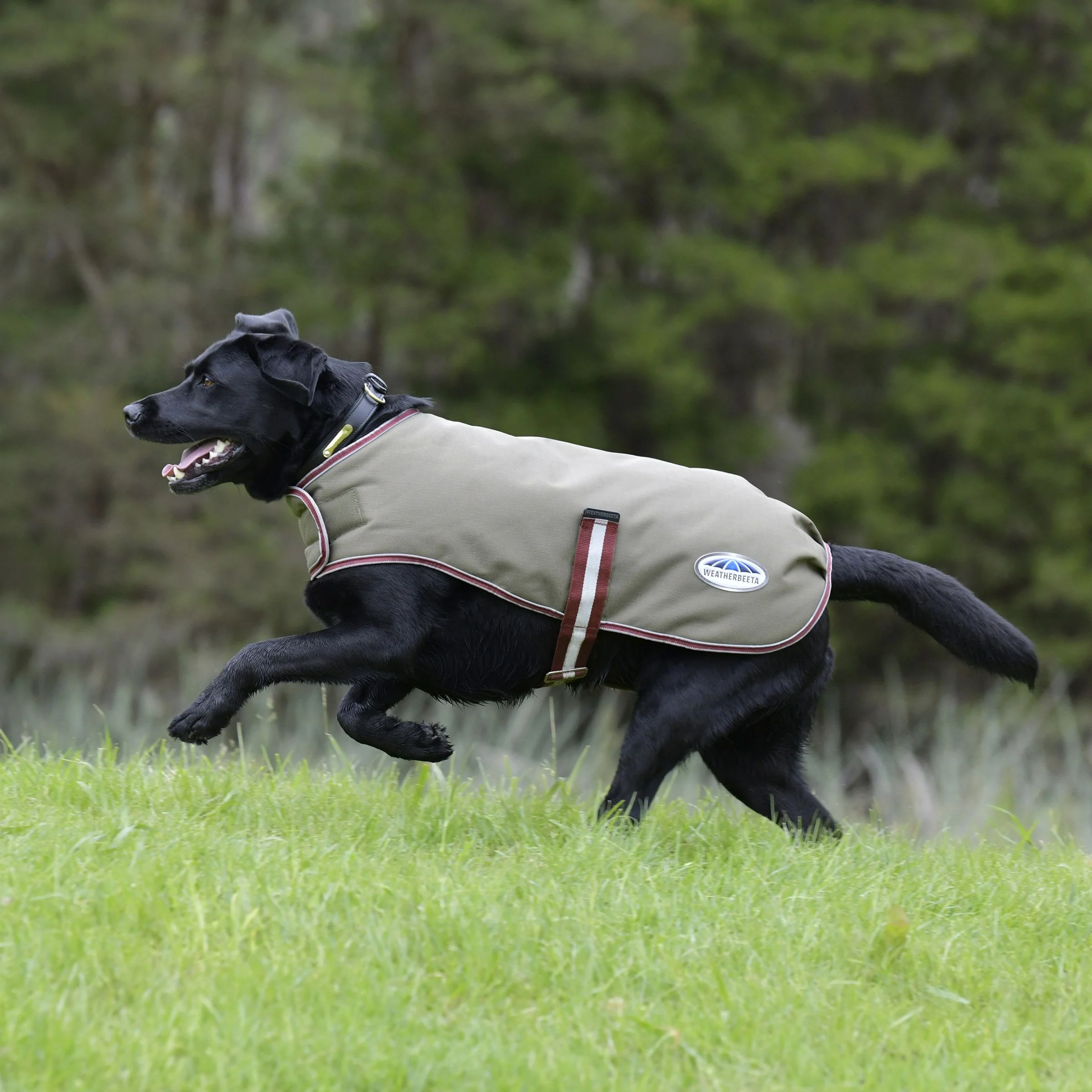 Weatherbeeta Comfitec Premier Free Parka Dog Coat Medium - Image 4