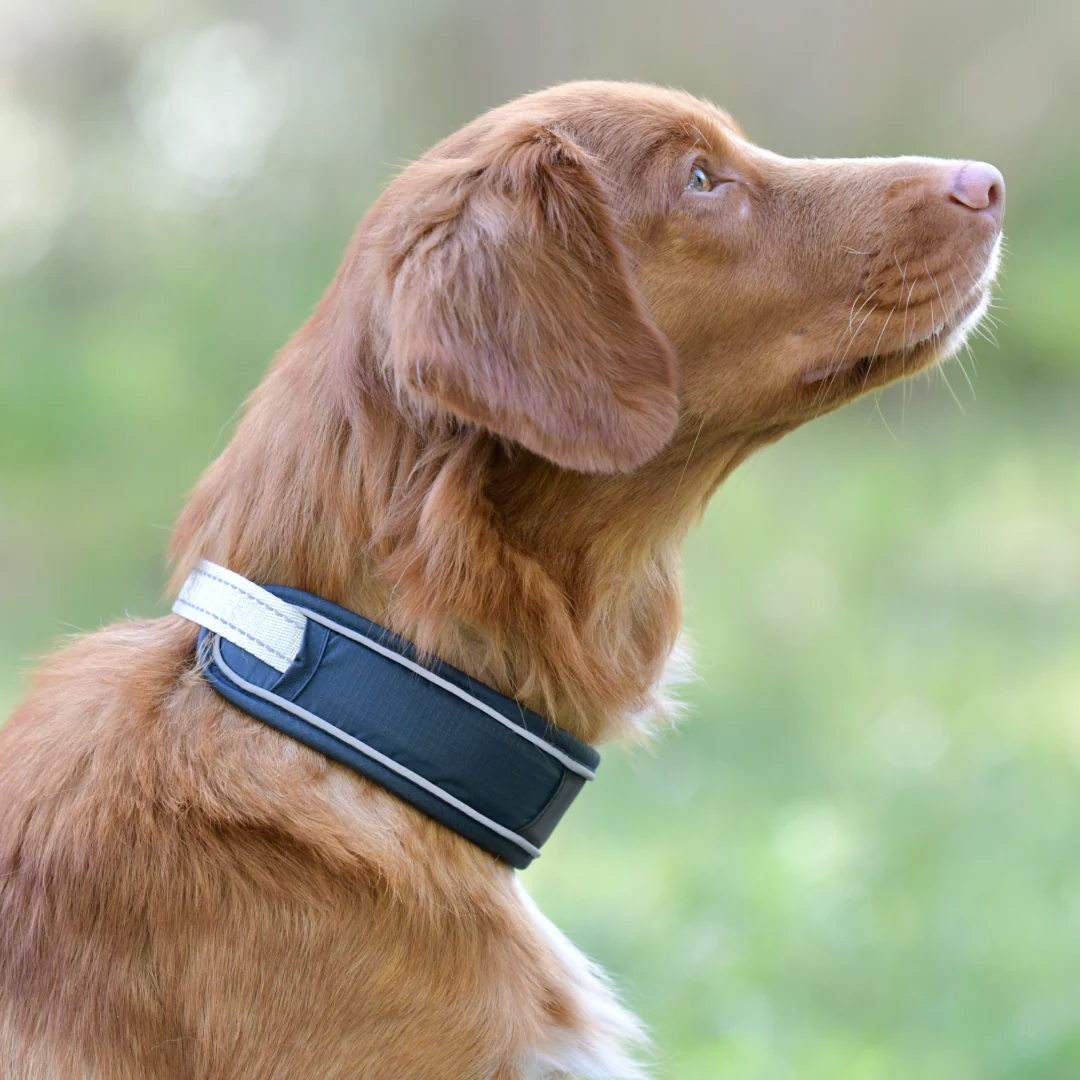 Weatherbeeta Explorer Dog Collar - Image 2