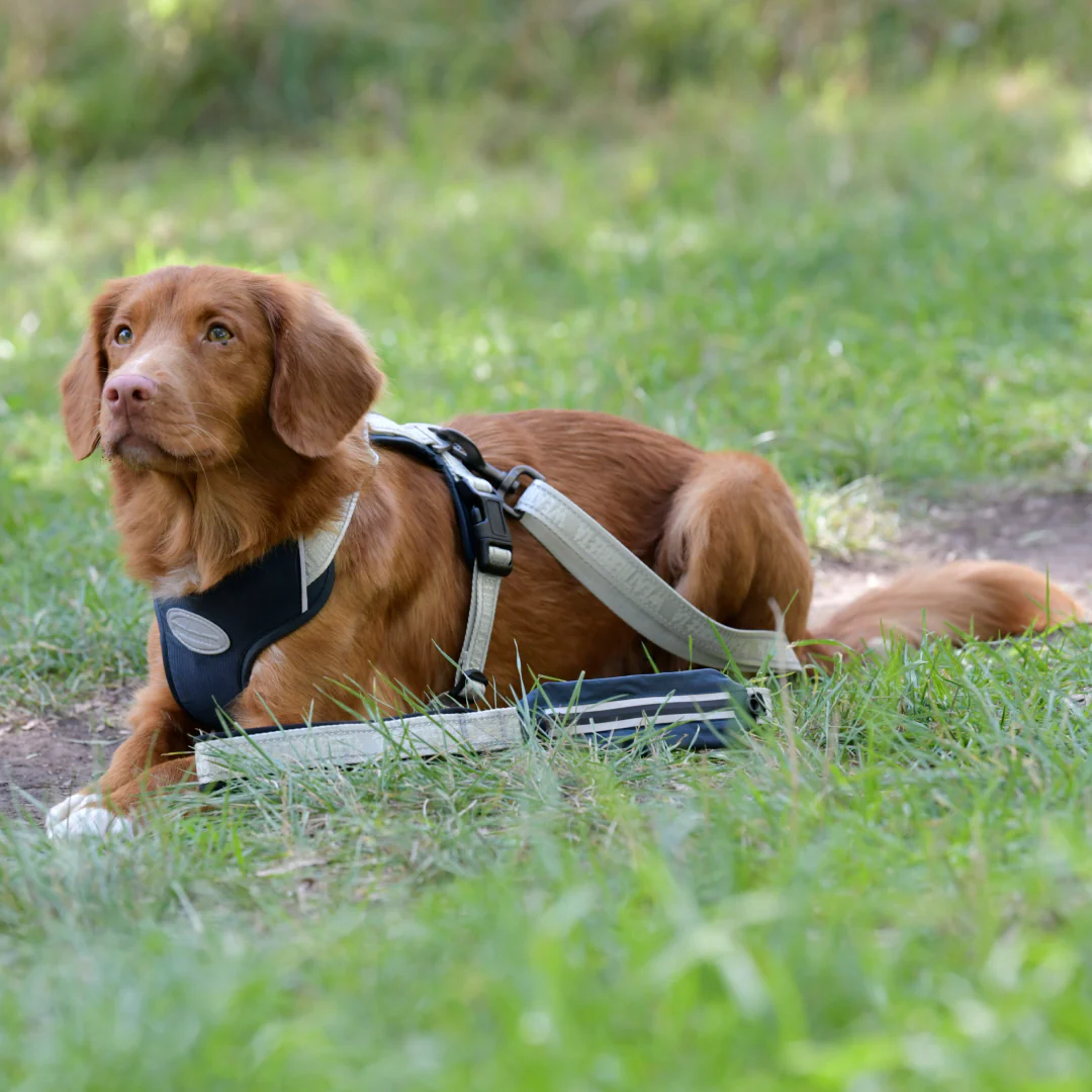Weatherbeeta Explorer Dog Lead - Image 2
