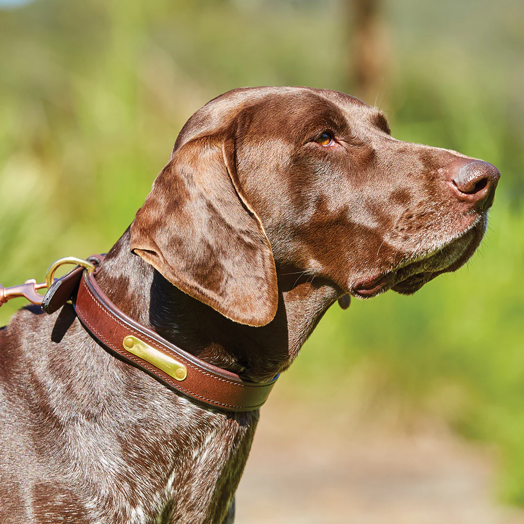 Weatherbeeta Padded Leather Dog Collar - Image 4