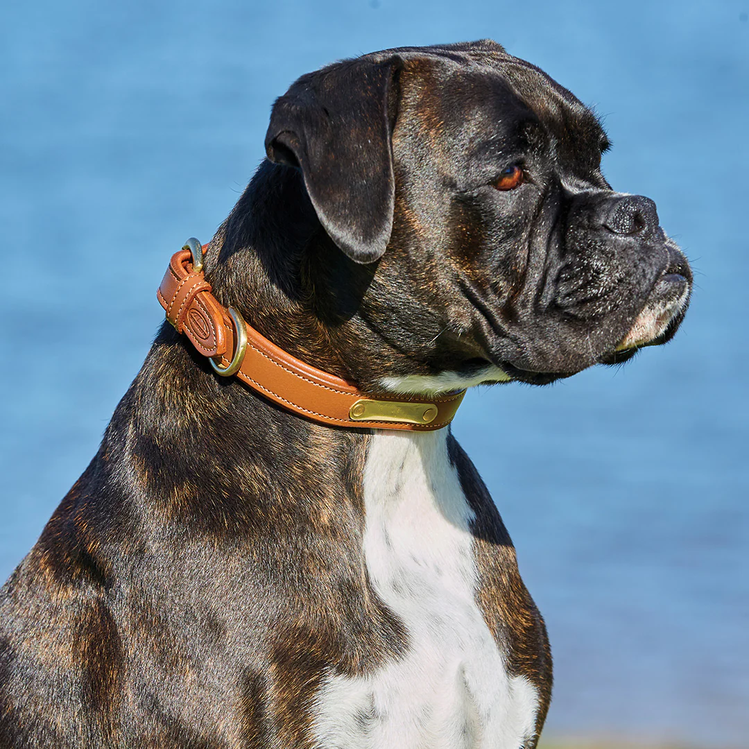 Weatherbeeta Padded Leather Dog Collar - Image 6
