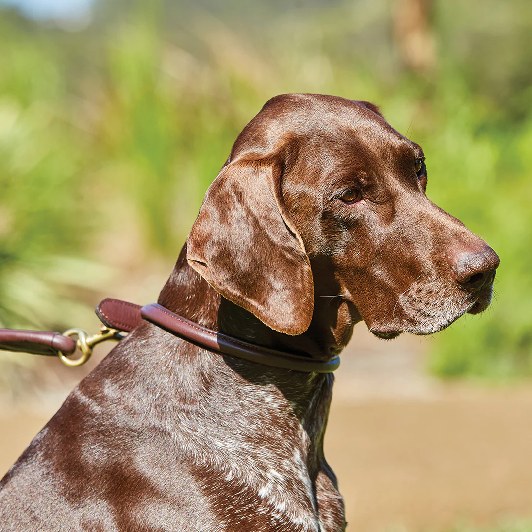 Weatherbeeta Rolled Leather Dog Collar - Image 4