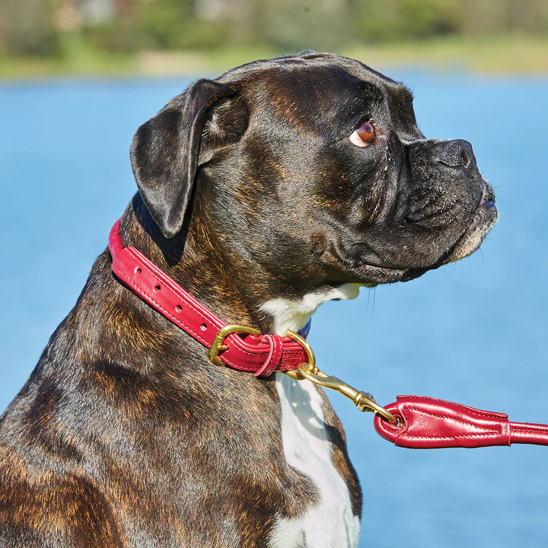 Weatherbeeta Rolled Leather Dog Collar - Image 6