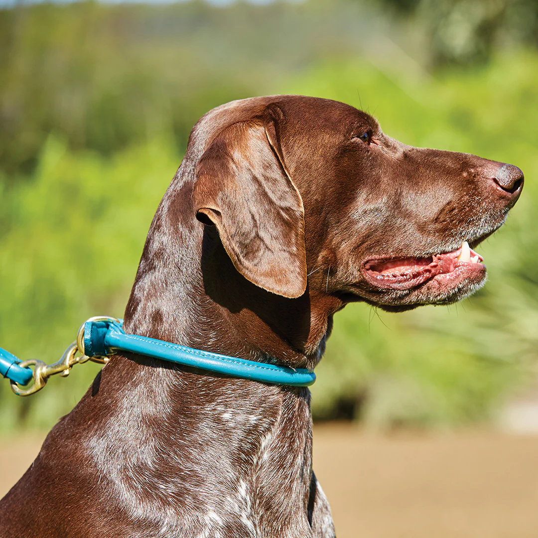Weatherbeeta Rolled Leather Dog Collar - Image 9