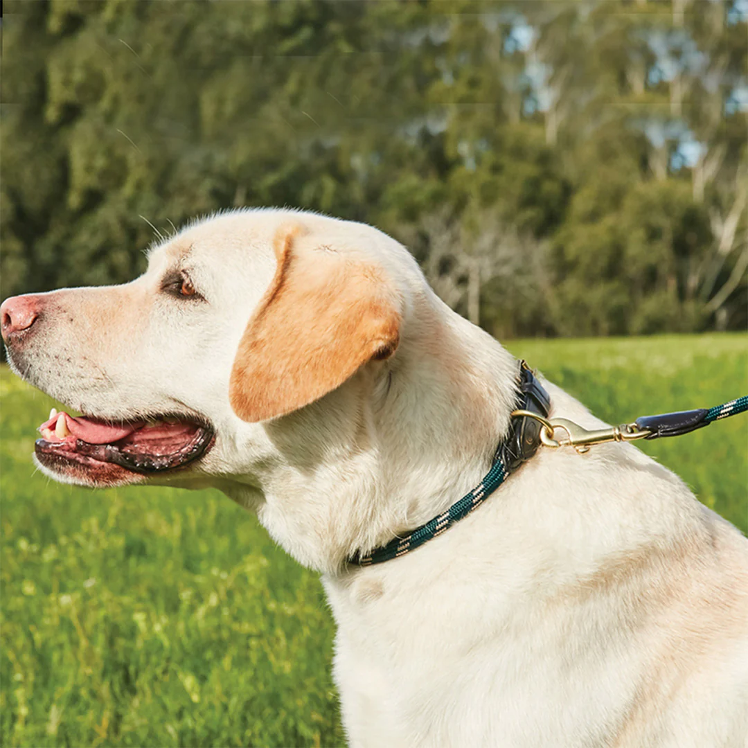 Weatherbeeta Rope Leather Dog Collar - Image 4