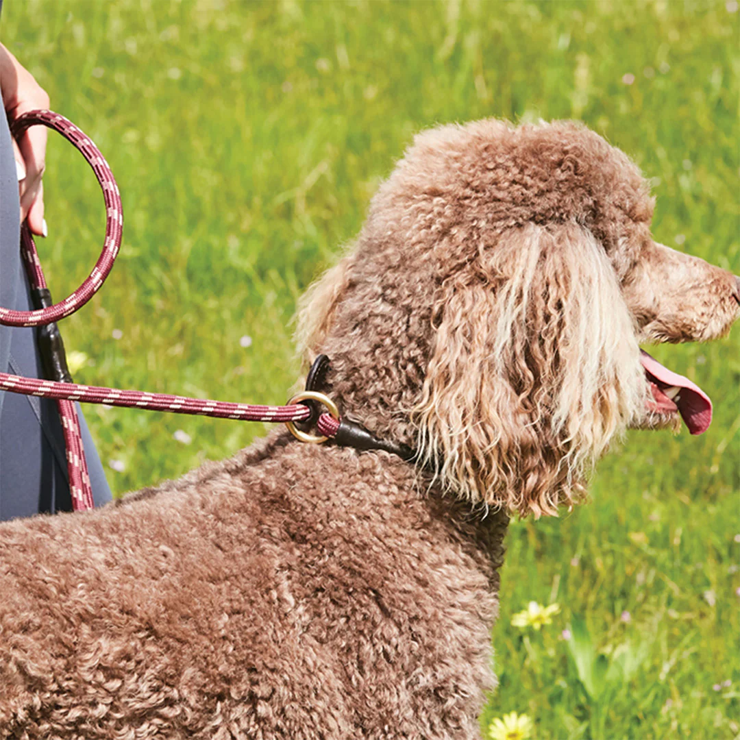 Weatherbeeta Rope Leather Slip Dog Lead - Image 2