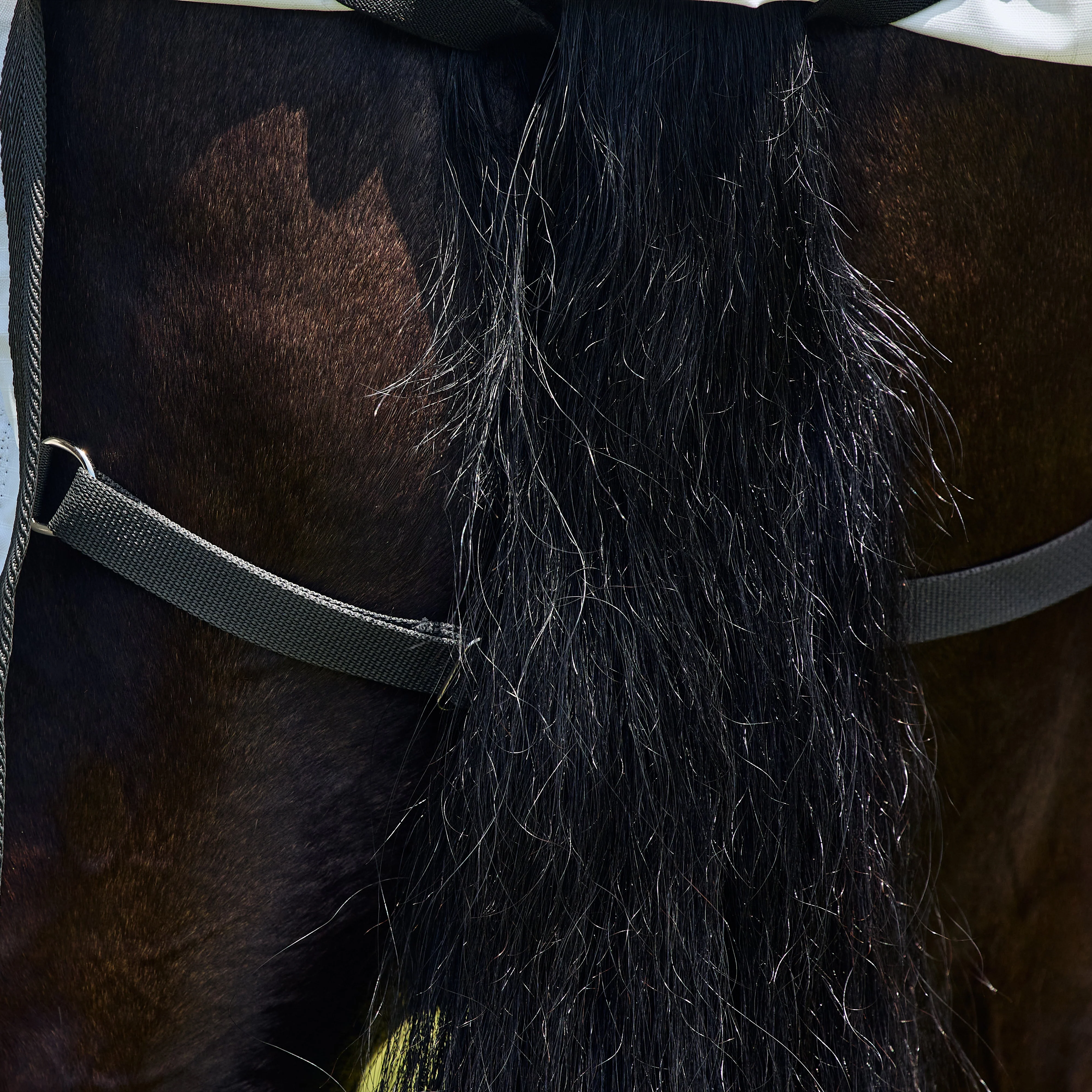 Weatherbeeta Sweet Itch Shield Combo Neck - Image 9