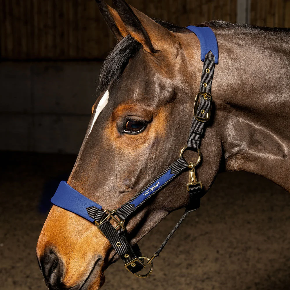 Whitaker Harewood Headcollar - Image 2