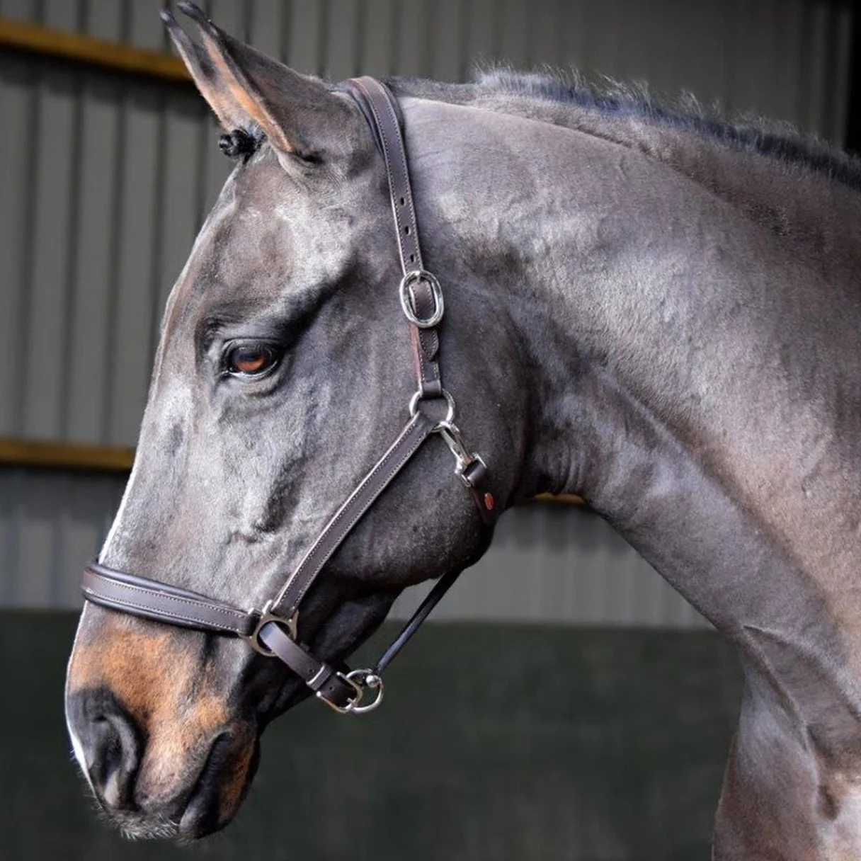 Whitaker Ready To Ride Leather Headcollar