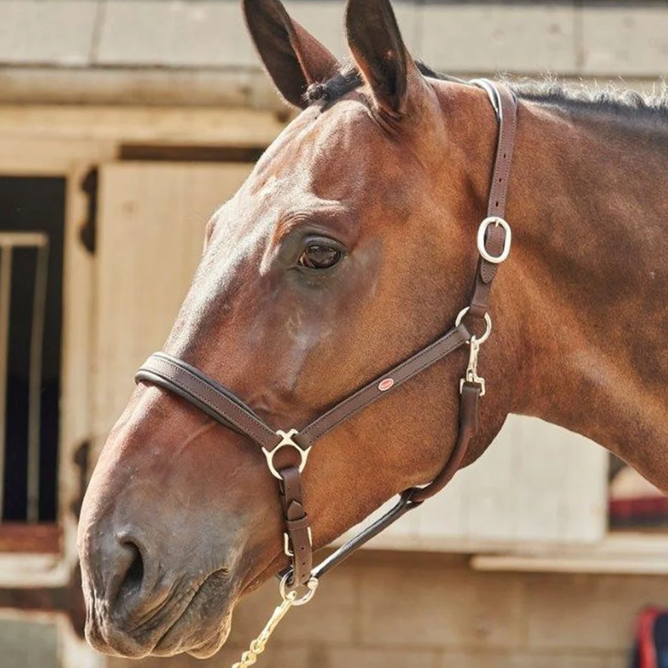 Whitaker Ready To Ride Leather Headcollar - Image 2